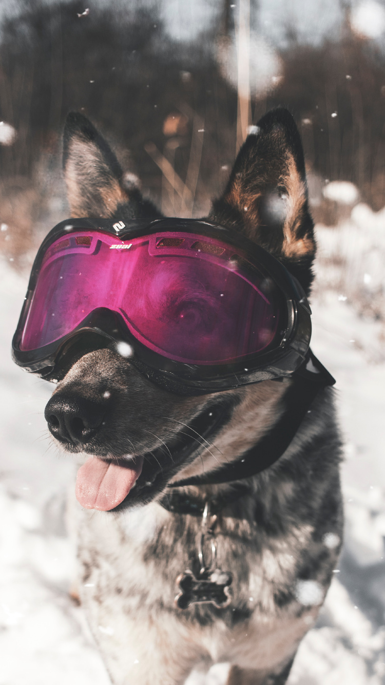 Black and Brown Short Coated Dog Wearing Red Goggles on Snow Covered Ground During Daytime. Wallpaper in 750x1334 Resolution