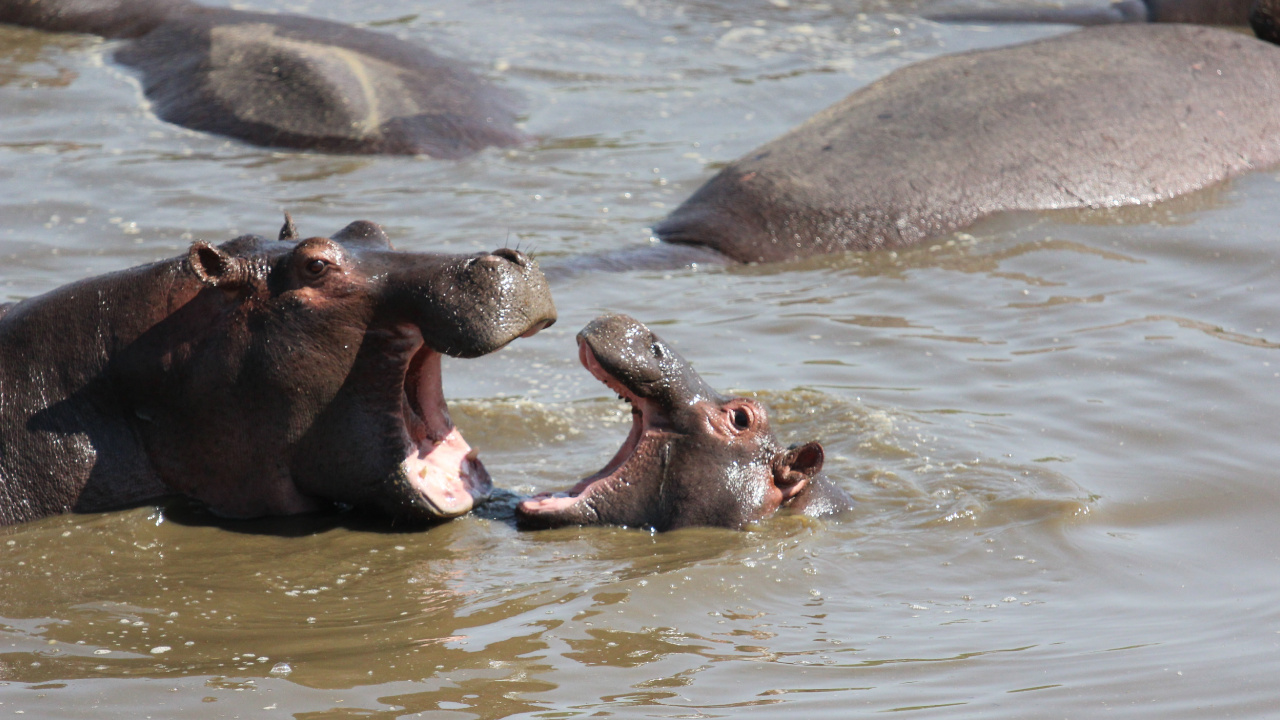 el Parque Nacional de Serengeti, Parque, Safari, Safari de Vida Silvestre, el Parque Nacional De. Wallpaper in 1280x720 Resolution