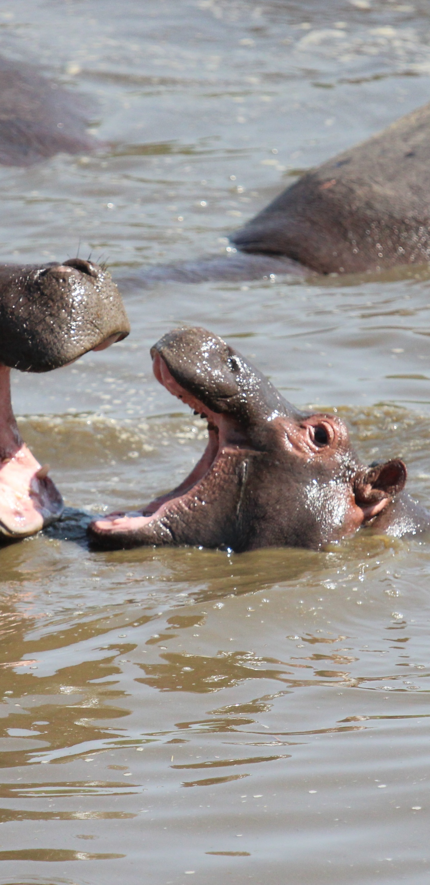 el Parque Nacional de Serengeti, Parque, Safari, Safari de Vida Silvestre, el Parque Nacional De. Wallpaper in 1440x2960 Resolution