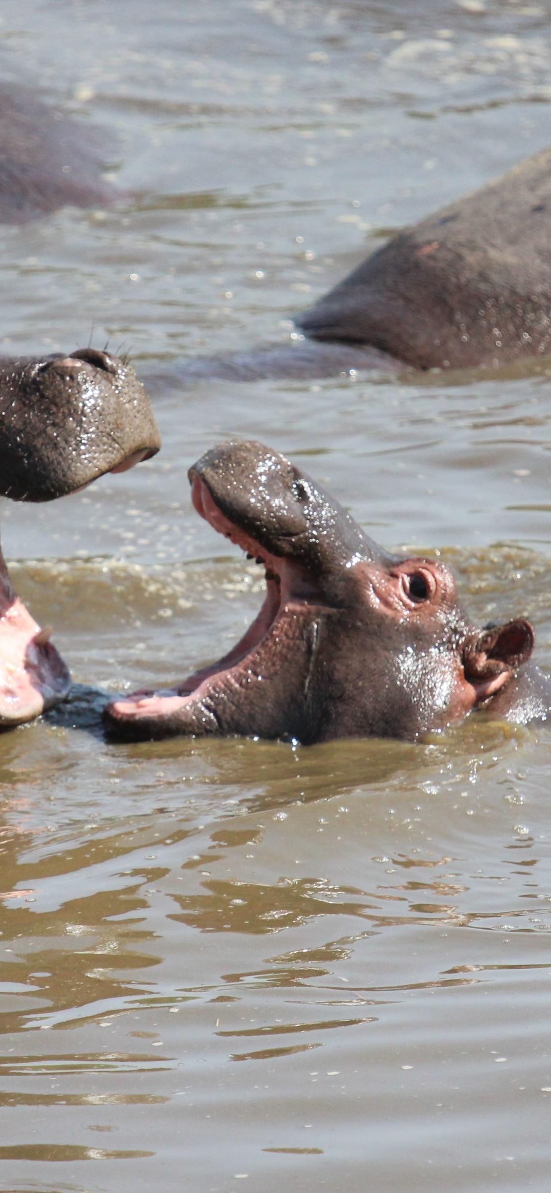 Serengeti National Park, Park, Safari, Wildtiersafari, Nationalpark. Wallpaper in 1125x2436 Resolution