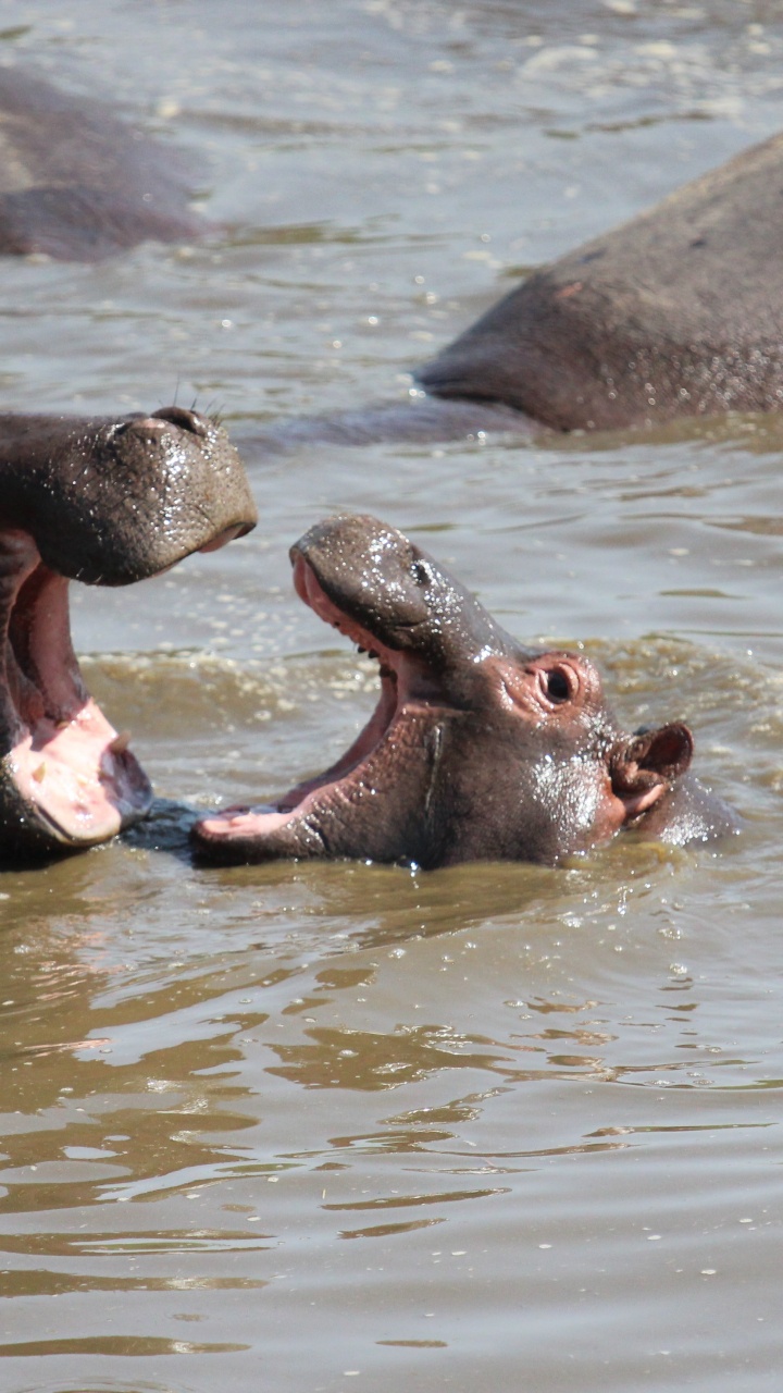 Serengeti National Park, Park, Safari, Wildtiersafari, Nationalpark. Wallpaper in 720x1280 Resolution