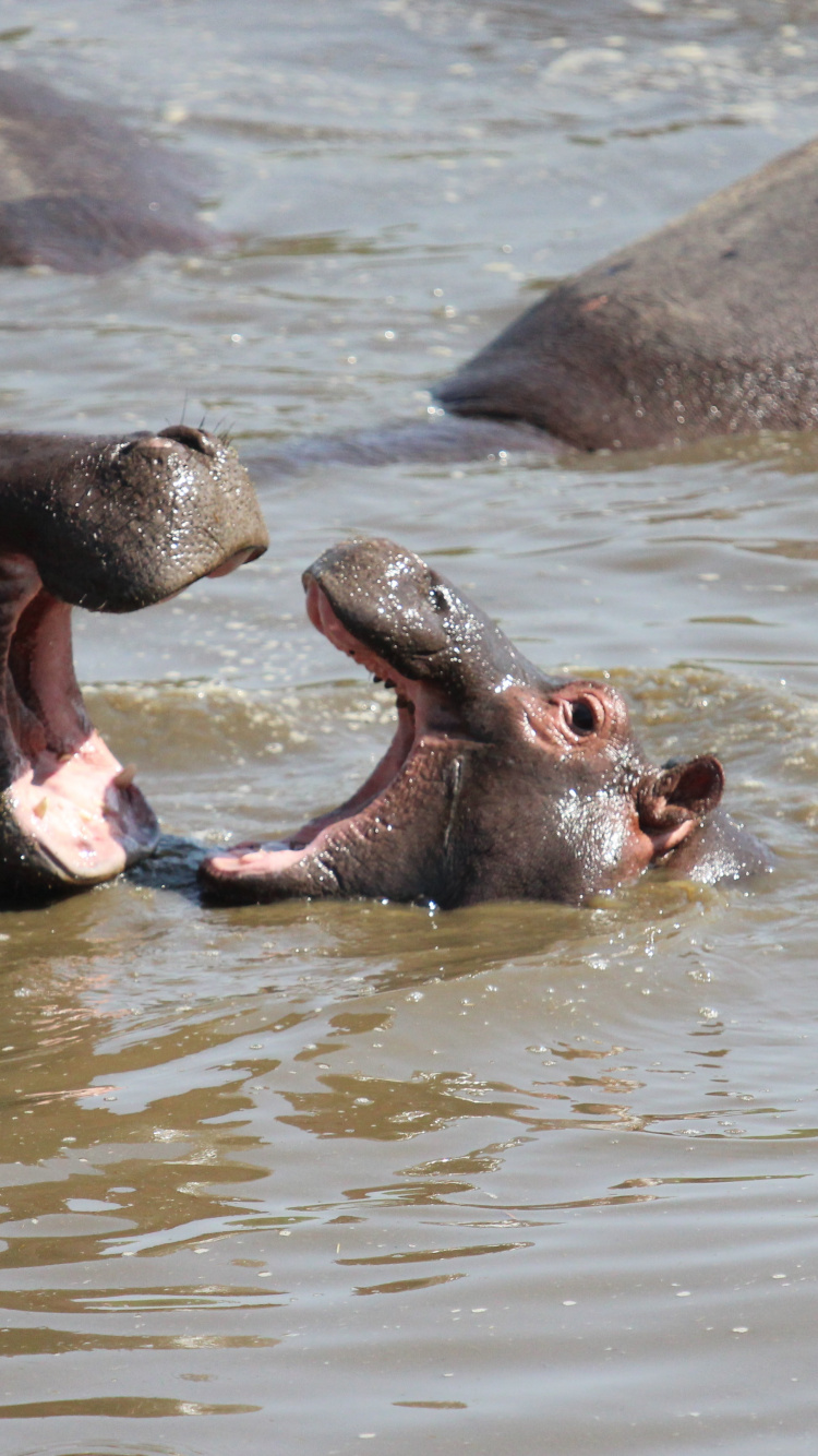 Serengeti National Park, Park, Safari, Wildtiersafari, Nationalpark. Wallpaper in 750x1334 Resolution