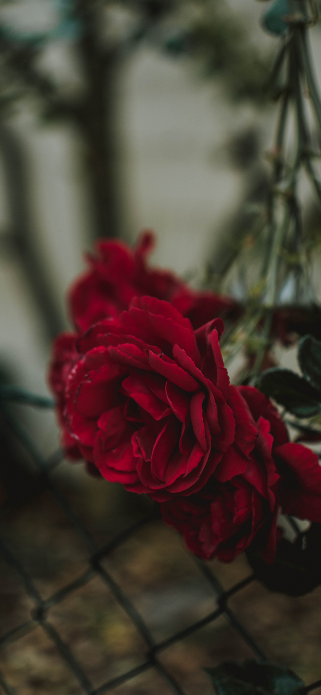 Red Rose in Bloom During Daytime. Wallpaper in 1125x2436 Resolution