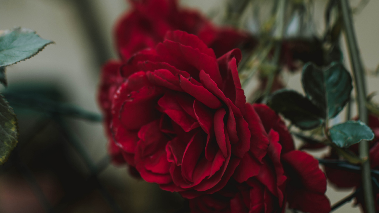 Red Rose in Bloom During Daytime. Wallpaper in 1280x720 Resolution