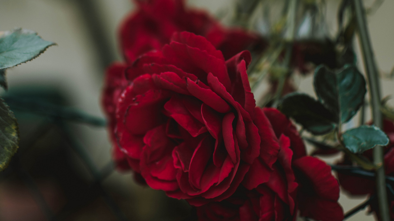 Red Rose in Bloom During Daytime. Wallpaper in 1366x768 Resolution