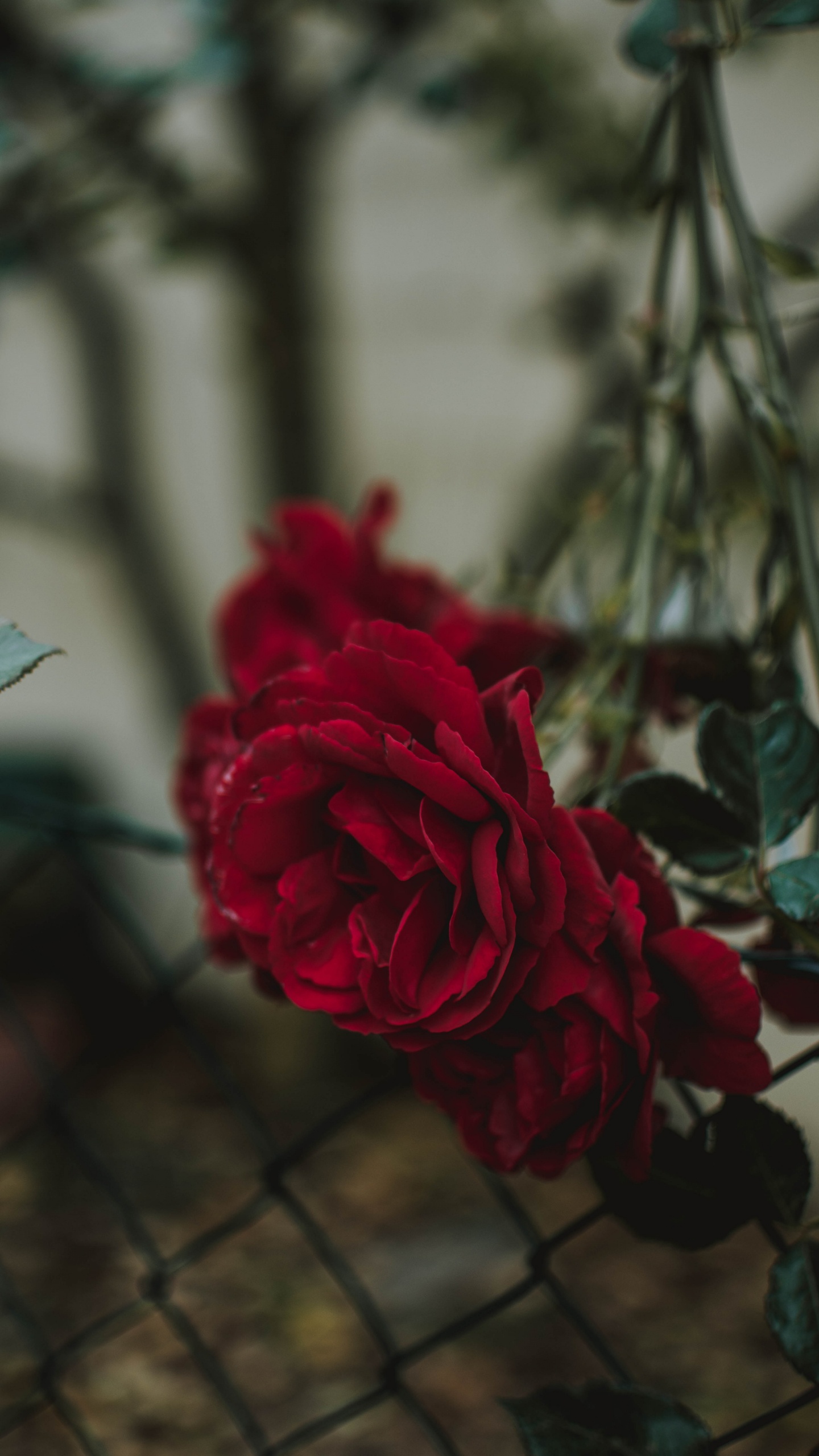 Red Rose in Bloom During Daytime. Wallpaper in 1440x2560 Resolution