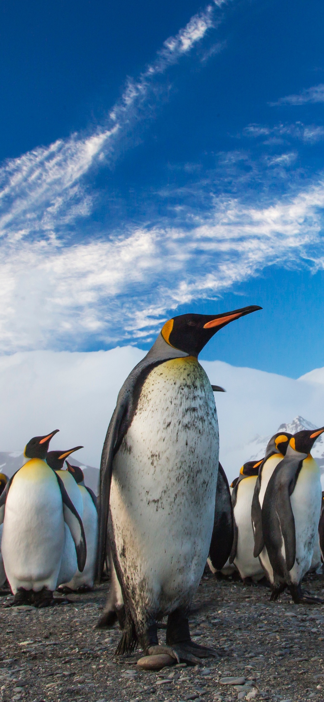 Penguins on The Field During Daytime. Wallpaper in 1125x2436 Resolution