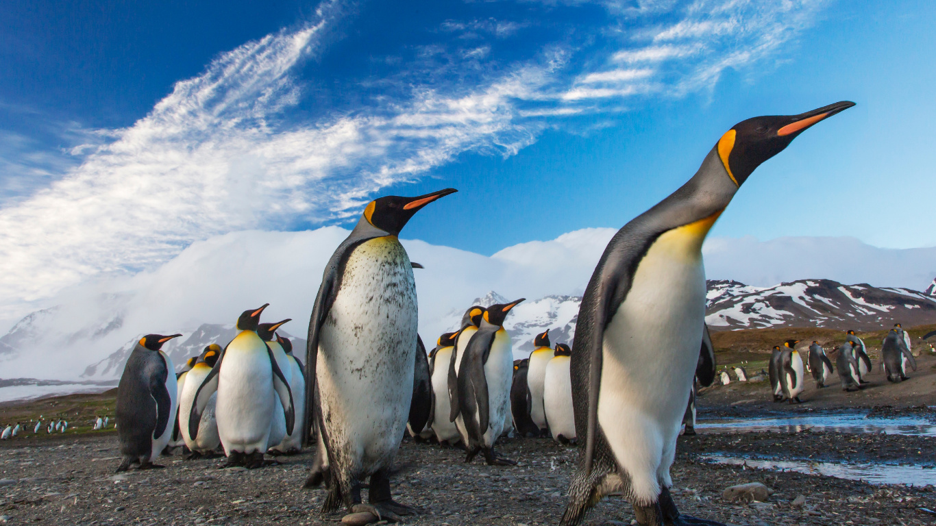 Penguins on The Field During Daytime. Wallpaper in 1366x768 Resolution
