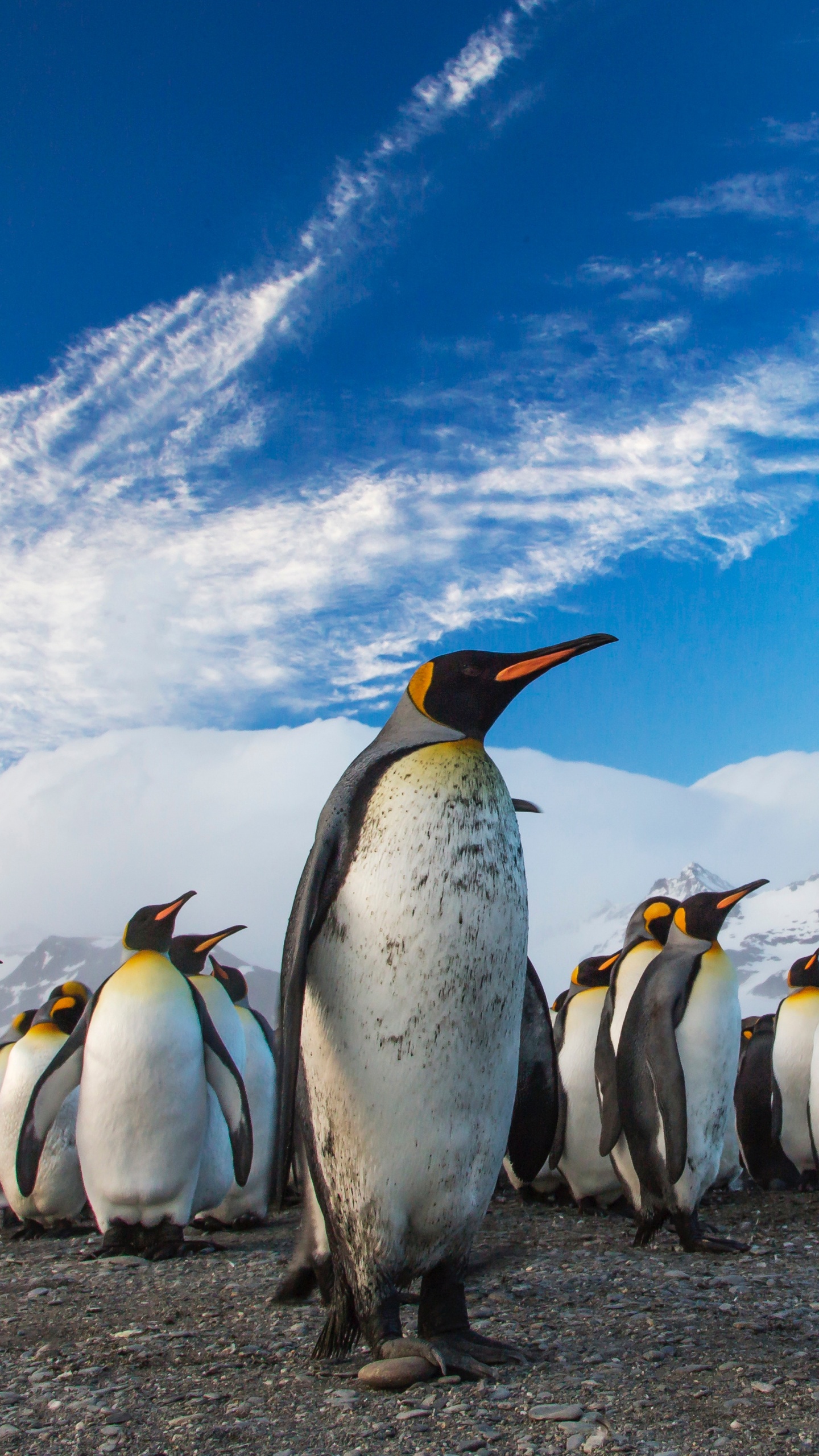 Penguins on The Field During Daytime. Wallpaper in 1440x2560 Resolution