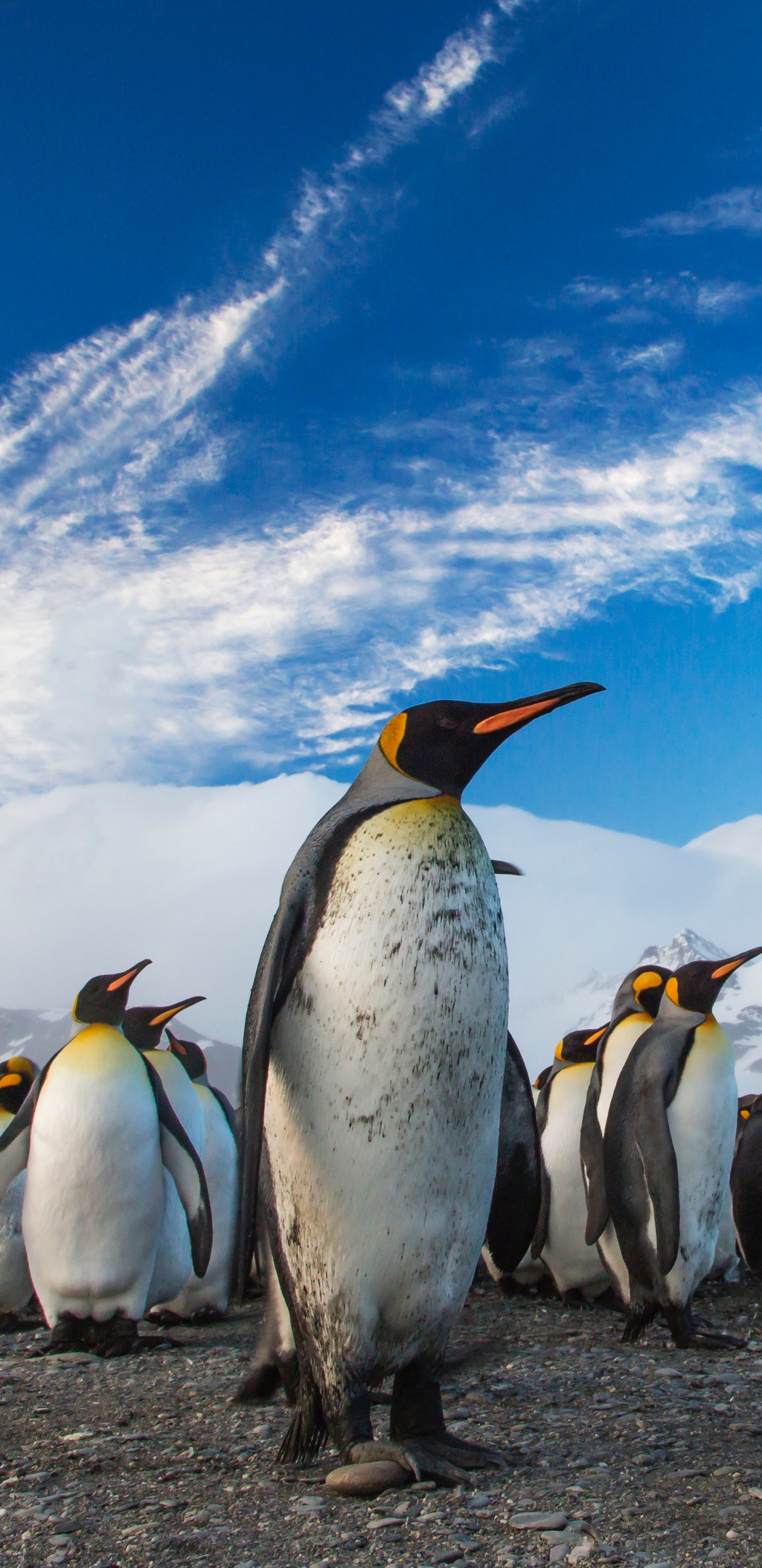 Penguins on The Field During Daytime. Wallpaper in 1440x2960 Resolution