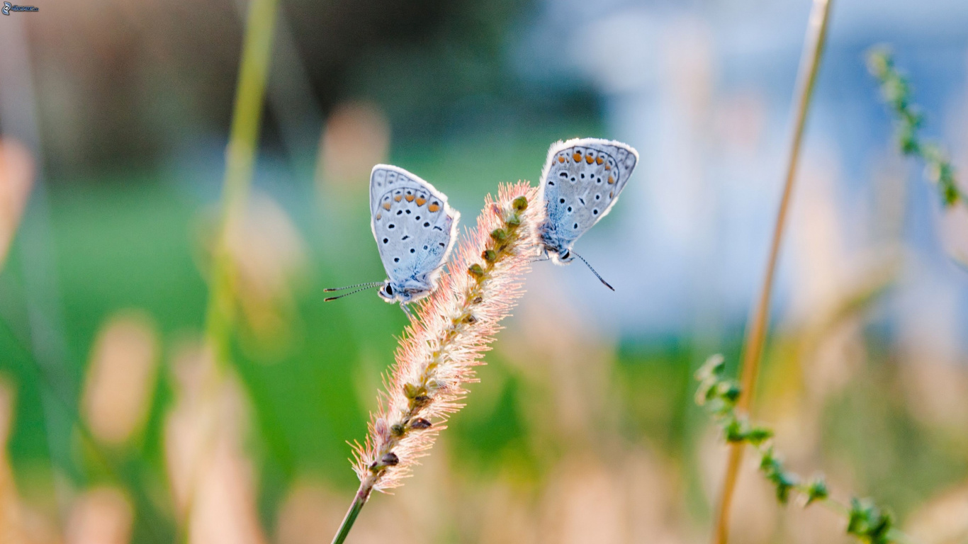 Gewöhnlicher Blauer Schmetterling, Der Tagsüber Auf Einer Braunen Pflanze Sitzt. Wallpaper in 1366x768 Resolution