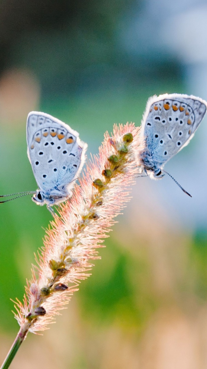Mariposa Azul Común Posado Sobre Una Planta Marrón Durante el Día. Wallpaper in 720x1280 Resolution