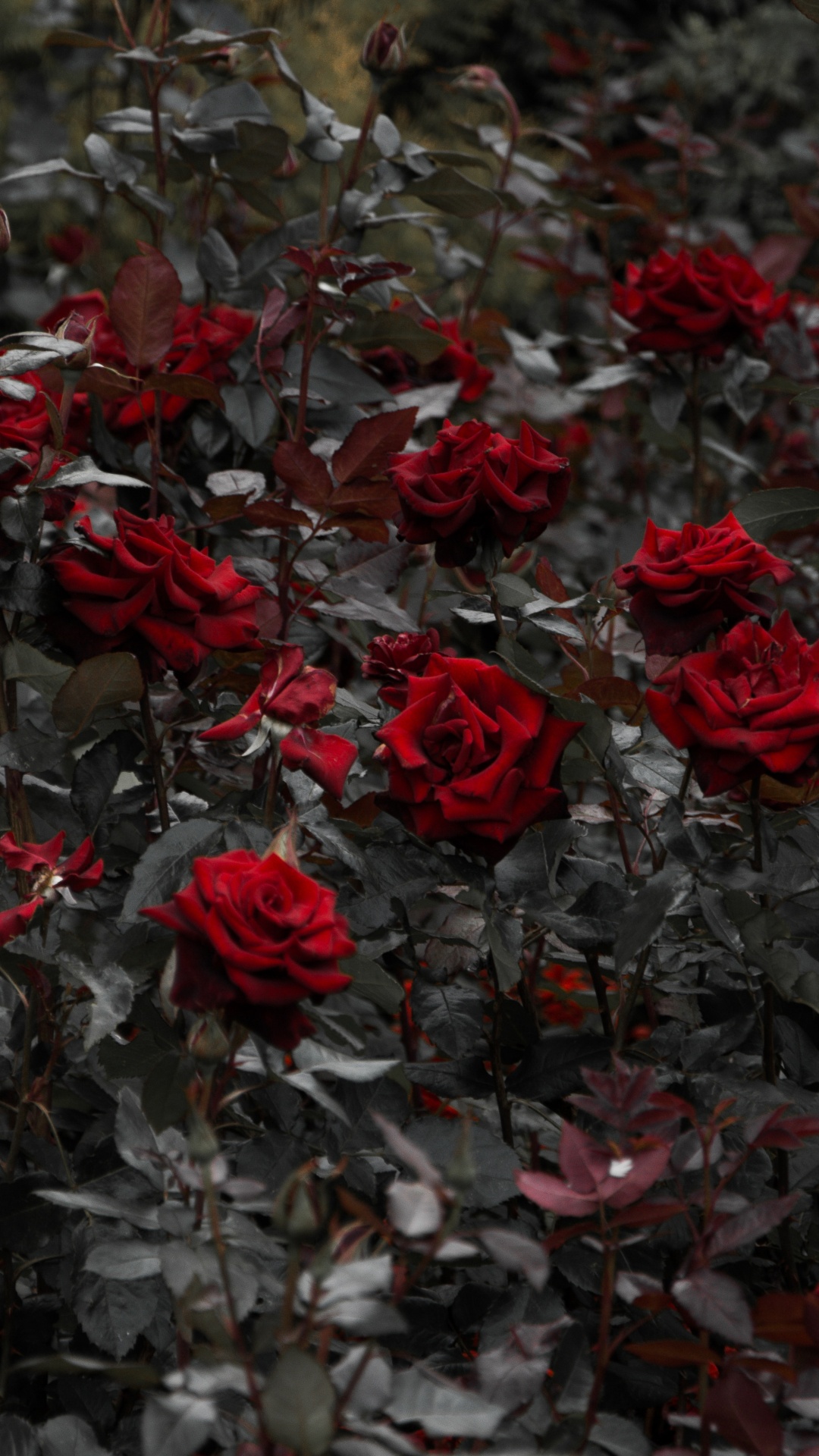 灌木, 红色的, 显花植物, 玫瑰花园, 玫瑰家庭 壁纸 1080x1920 允许