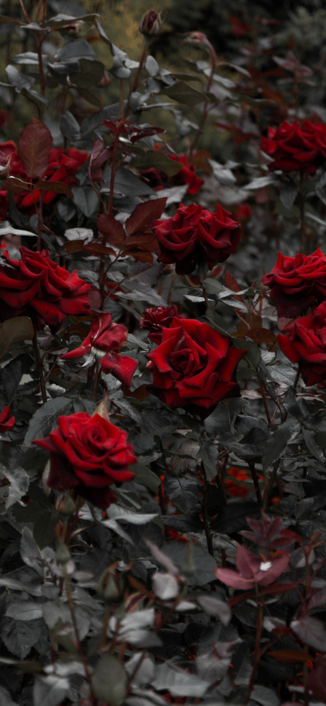 灌木, 红色的, 显花植物, 玫瑰花园, 玫瑰家庭 壁纸 1125x2436 允许
