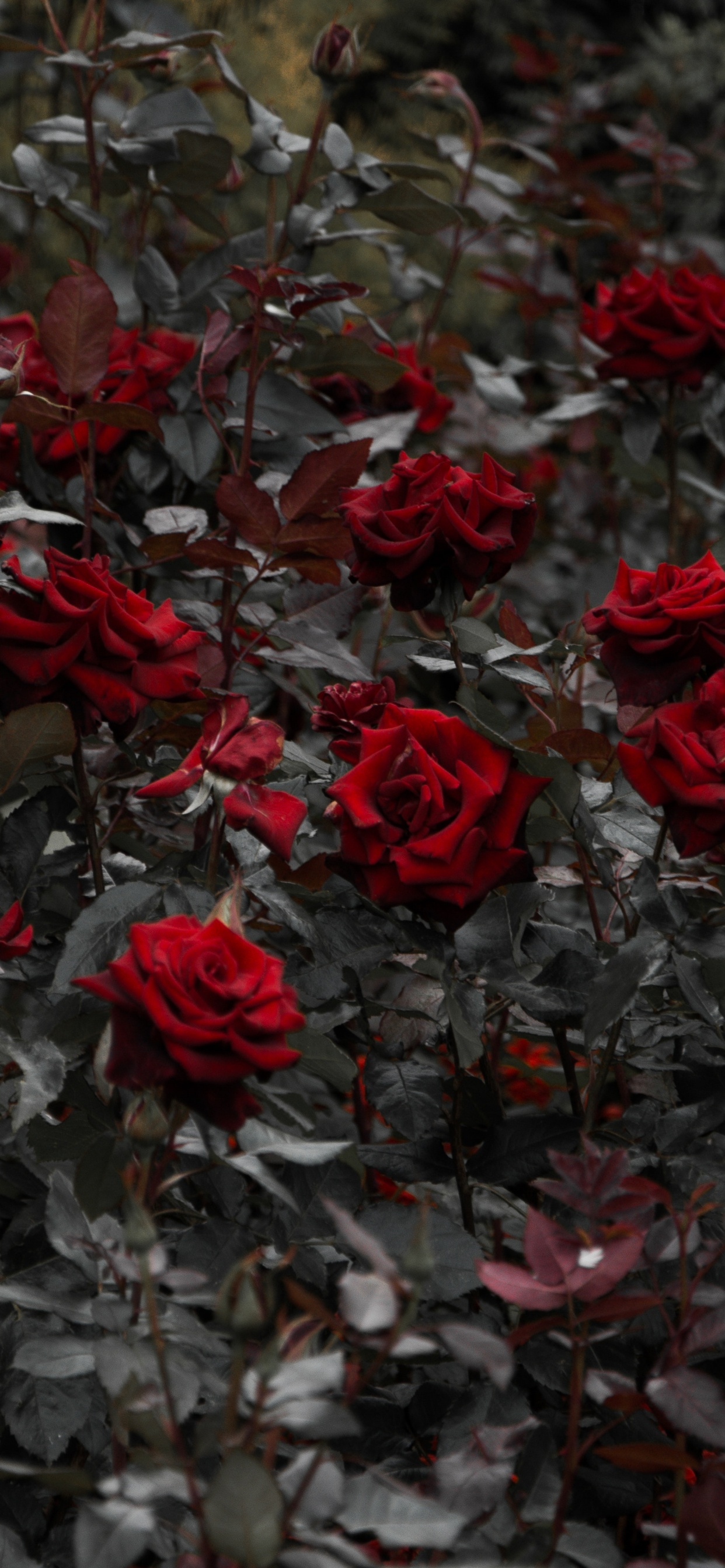 灌木, 红色的, 显花植物, 玫瑰花园, 玫瑰家庭 壁纸 1242x2688 允许