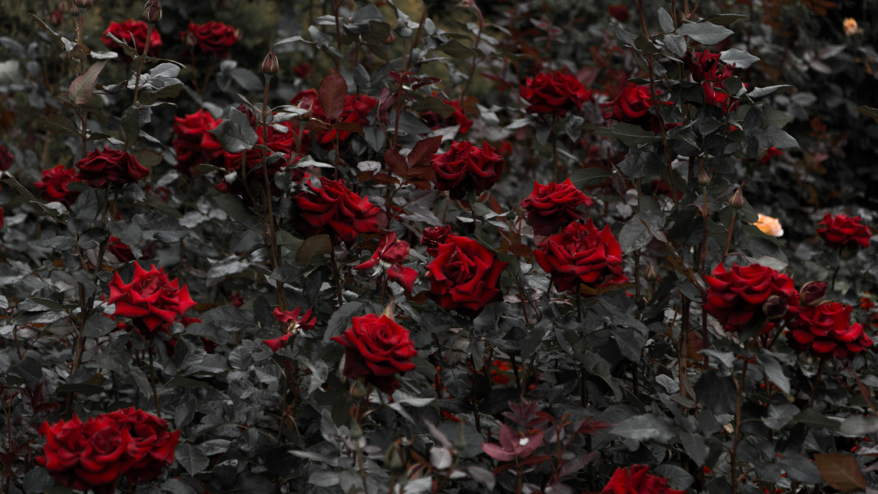 灌木, 红色的, 显花植物, 玫瑰花园, 玫瑰家庭 壁纸 1280x720 允许