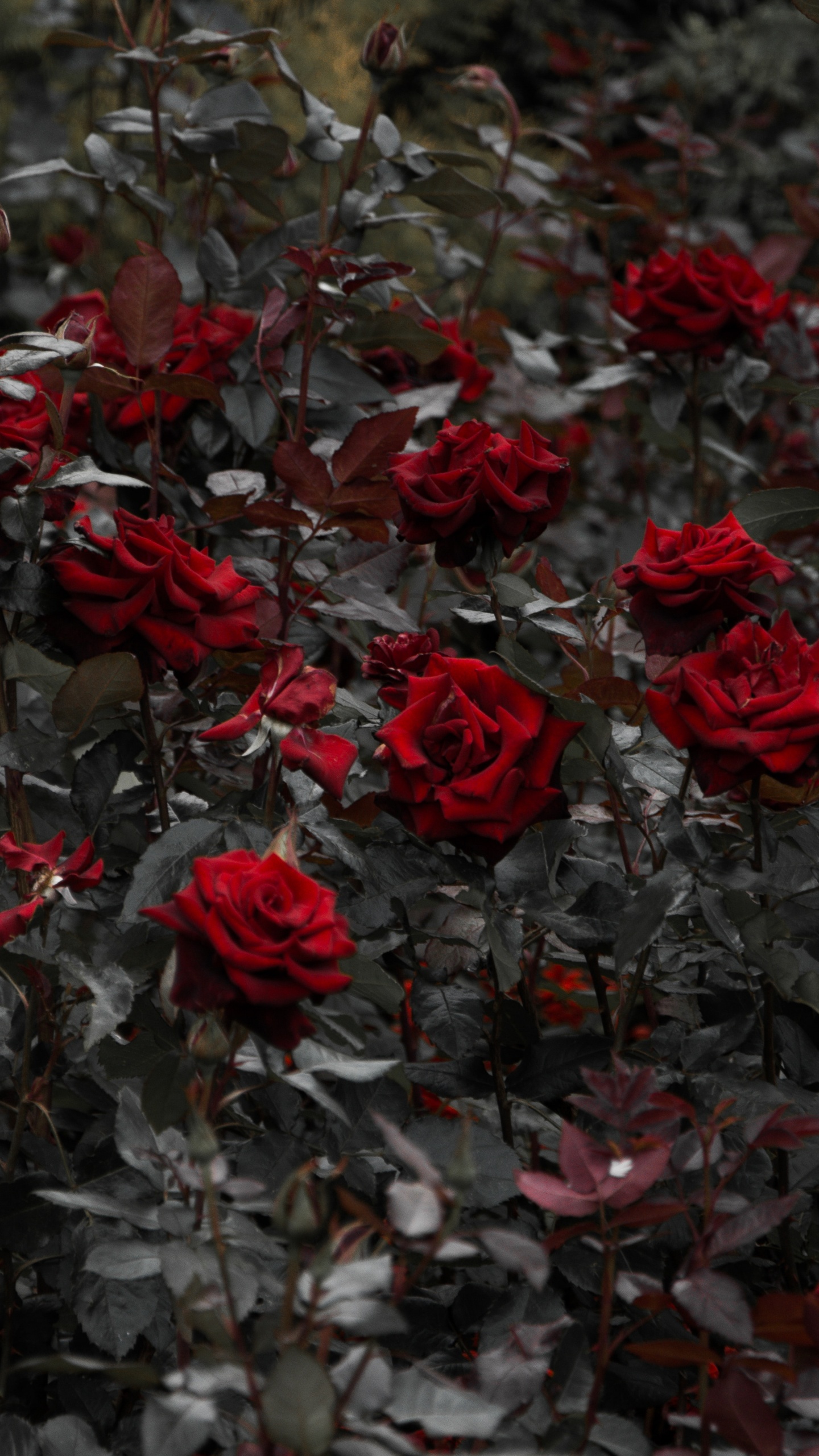 灌木, 红色的, 显花植物, 玫瑰花园, 玫瑰家庭 壁纸 1440x2560 允许