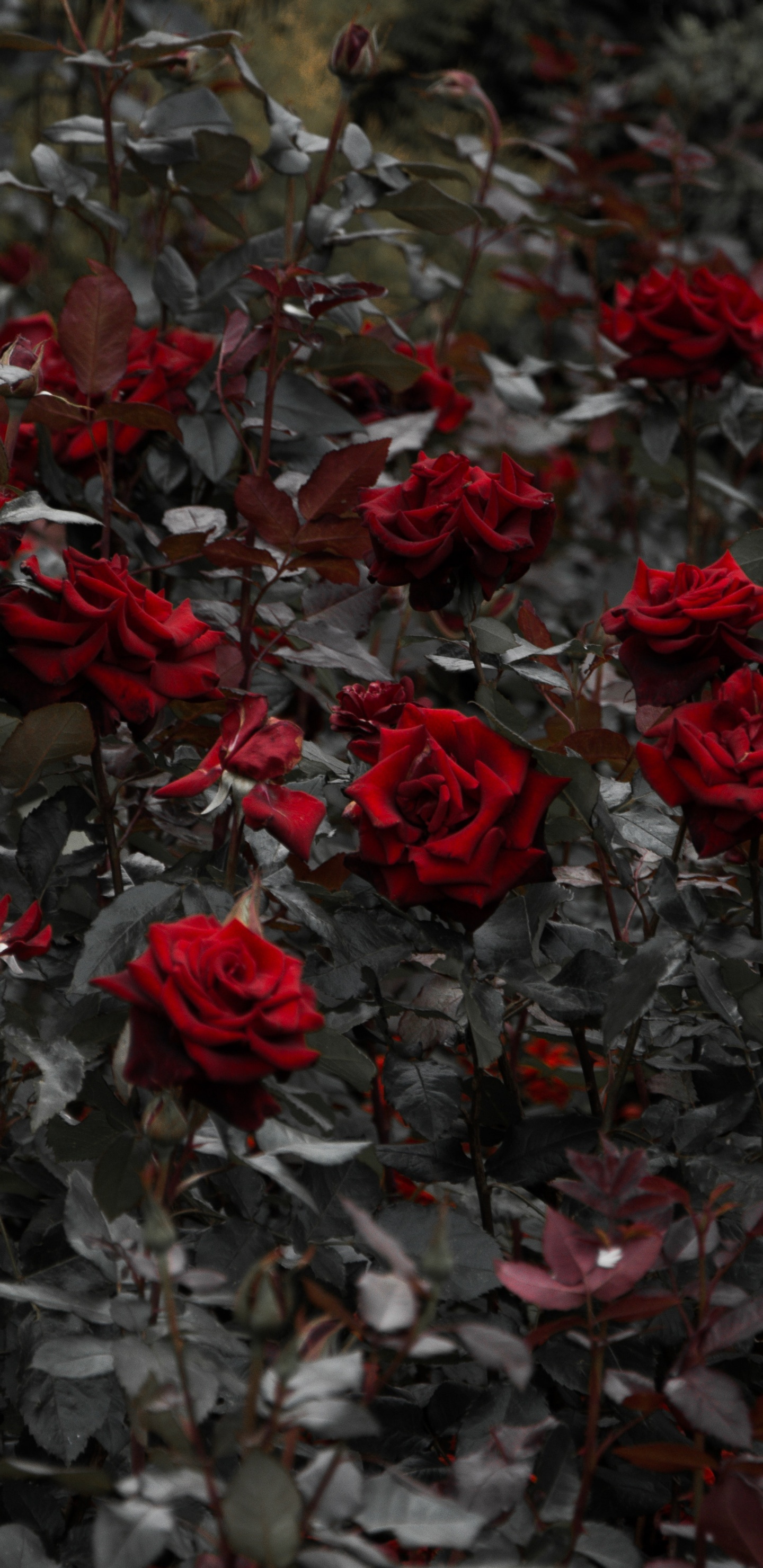 灌木, 红色的, 显花植物, 玫瑰花园, 玫瑰家庭 壁纸 1440x2960 允许