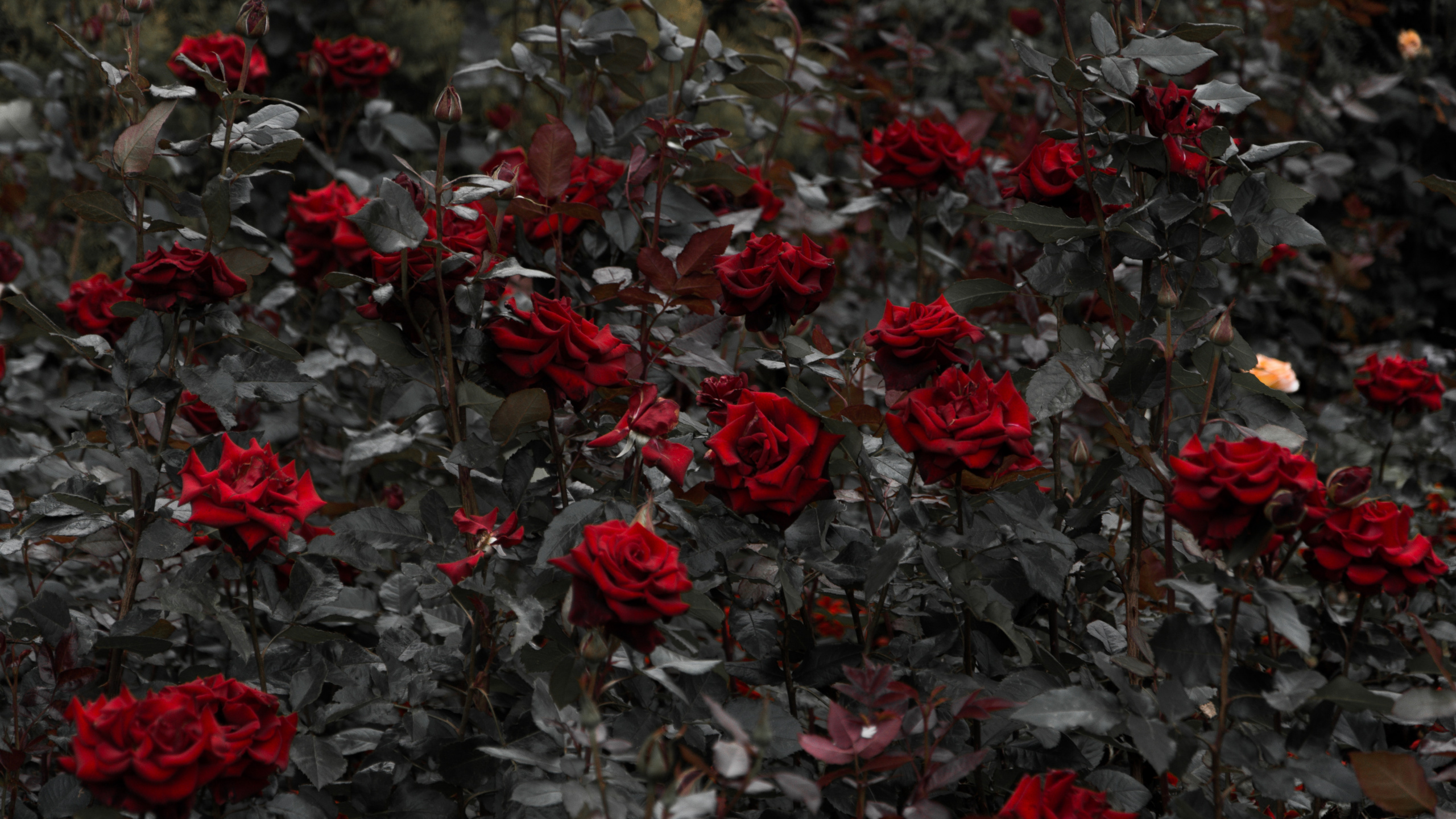 灌木, 红色的, 显花植物, 玫瑰花园, 玫瑰家庭 壁纸 2560x1440 允许