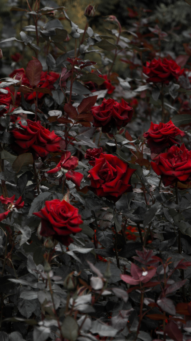 灌木, 红色的, 显花植物, 玫瑰花园, 玫瑰家庭 壁纸 750x1334 允许
