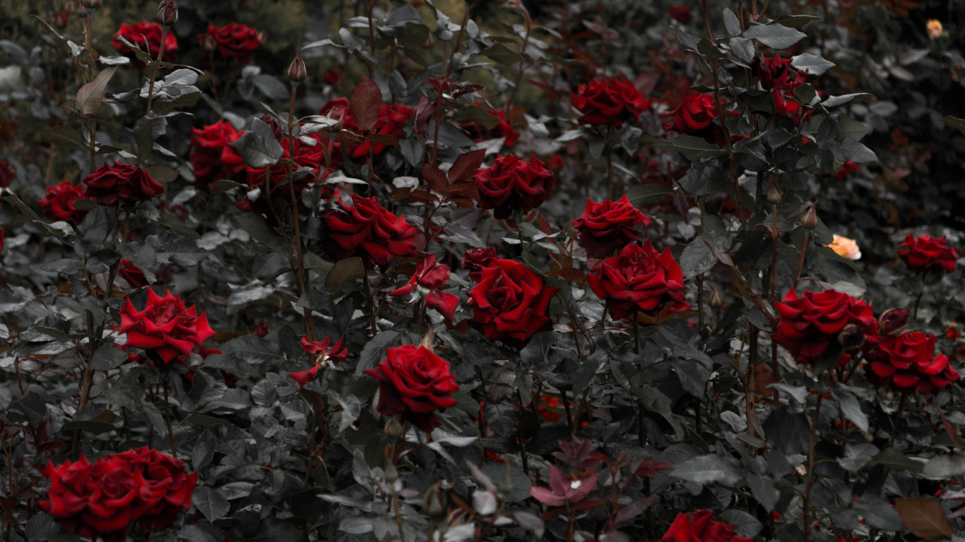 Red and Green Leaves During Daytime. Wallpaper in 1366x768 Resolution