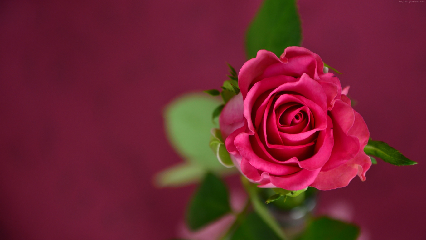 Pink Rose in Bloom in Close up Photography. Wallpaper in 1366x768 Resolution