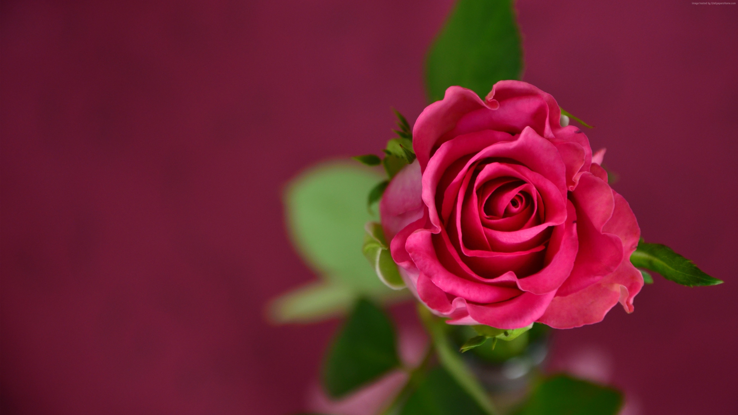 Pink Rose in Bloom in Close up Photography. Wallpaper in 2560x1440 Resolution