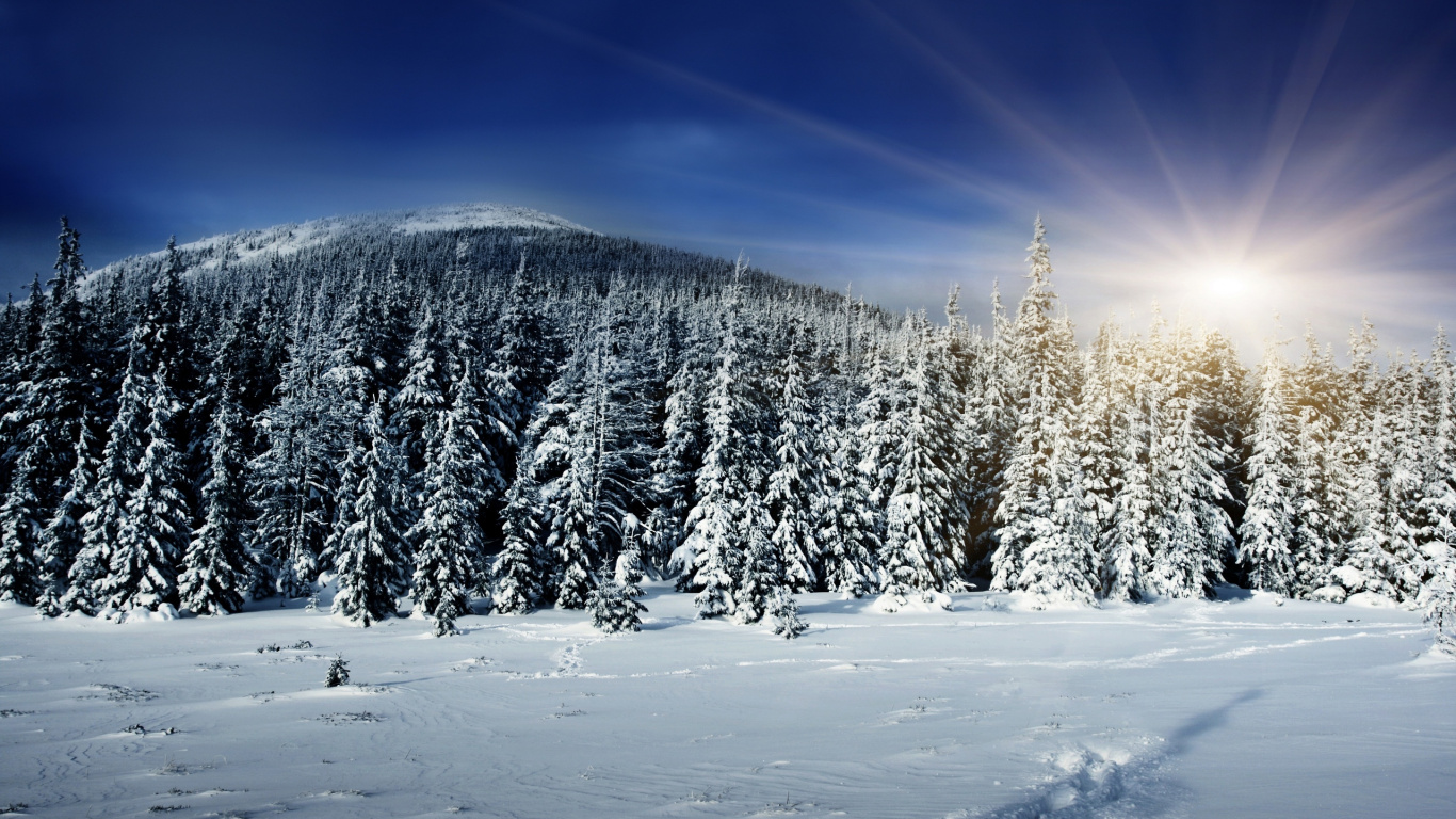 Snow Covered Pine Trees Under Blue Sky During Daytime. Wallpaper in 1366x768 Resolution