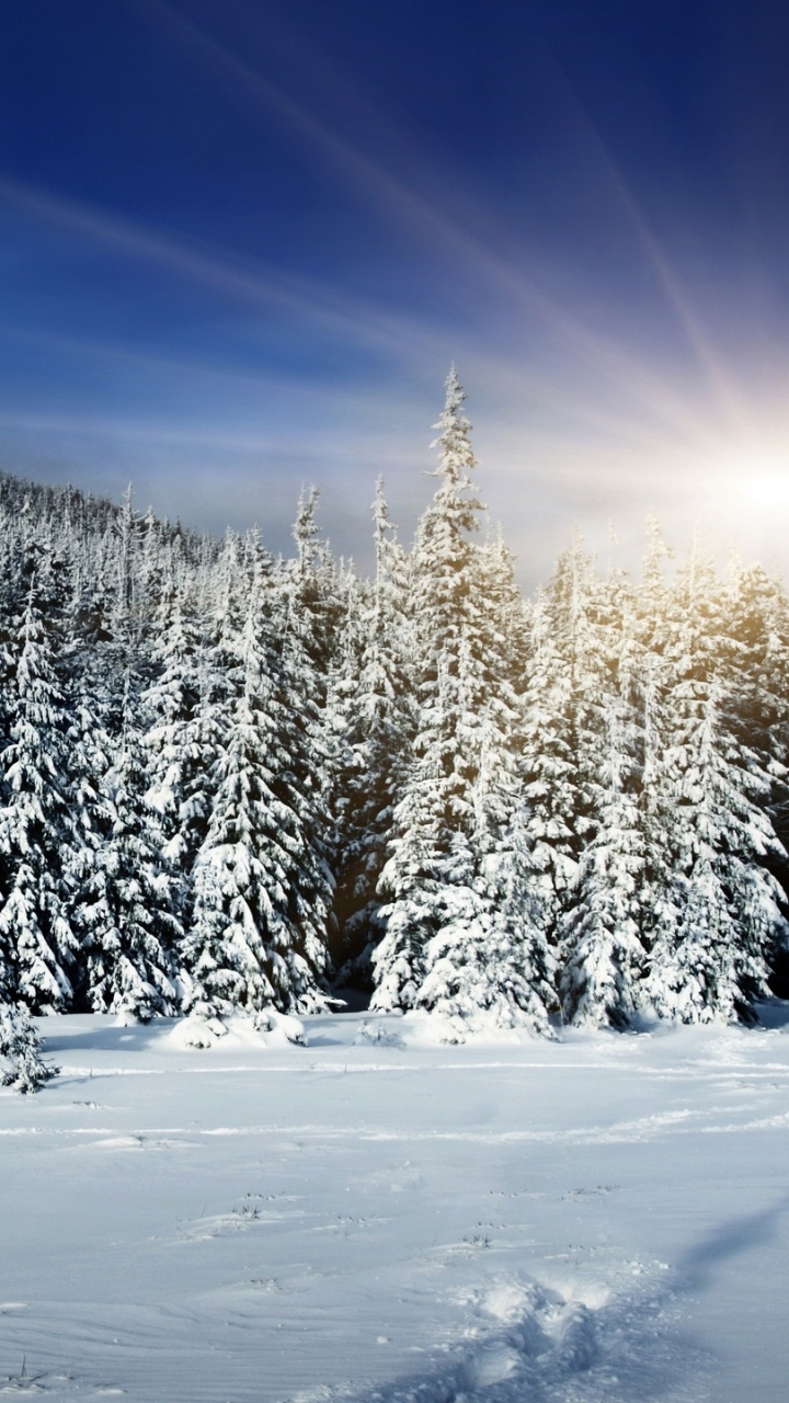 Snow Covered Pine Trees Under Blue Sky During Daytime. Wallpaper in 720x1280 Resolution