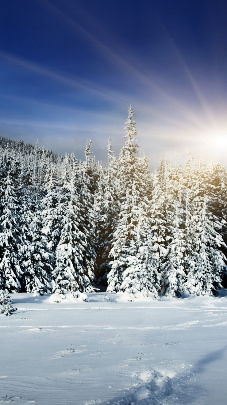 Snow Covered Pine Trees Under Blue Sky During Daytime. Wallpaper in 750x1334 Resolution