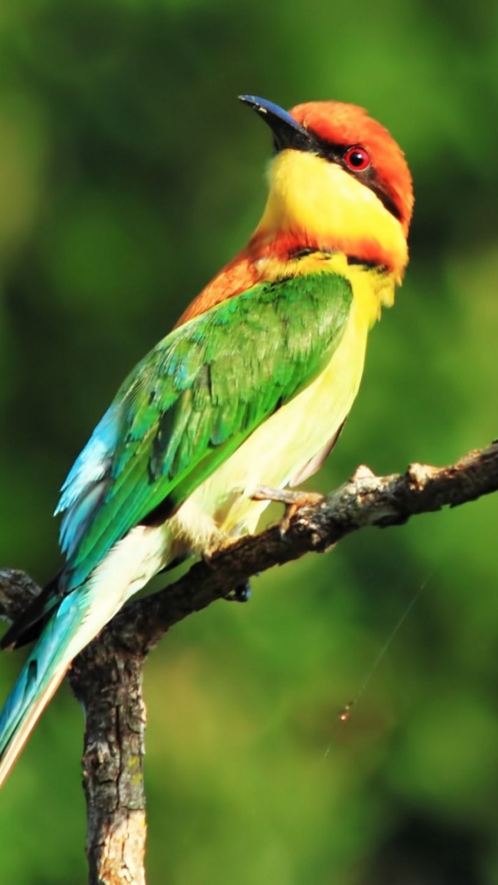 Pájaro Verde y Marrón en la Rama de un Árbol Marrón Durante el Día. Wallpaper in 720x1280 Resolution