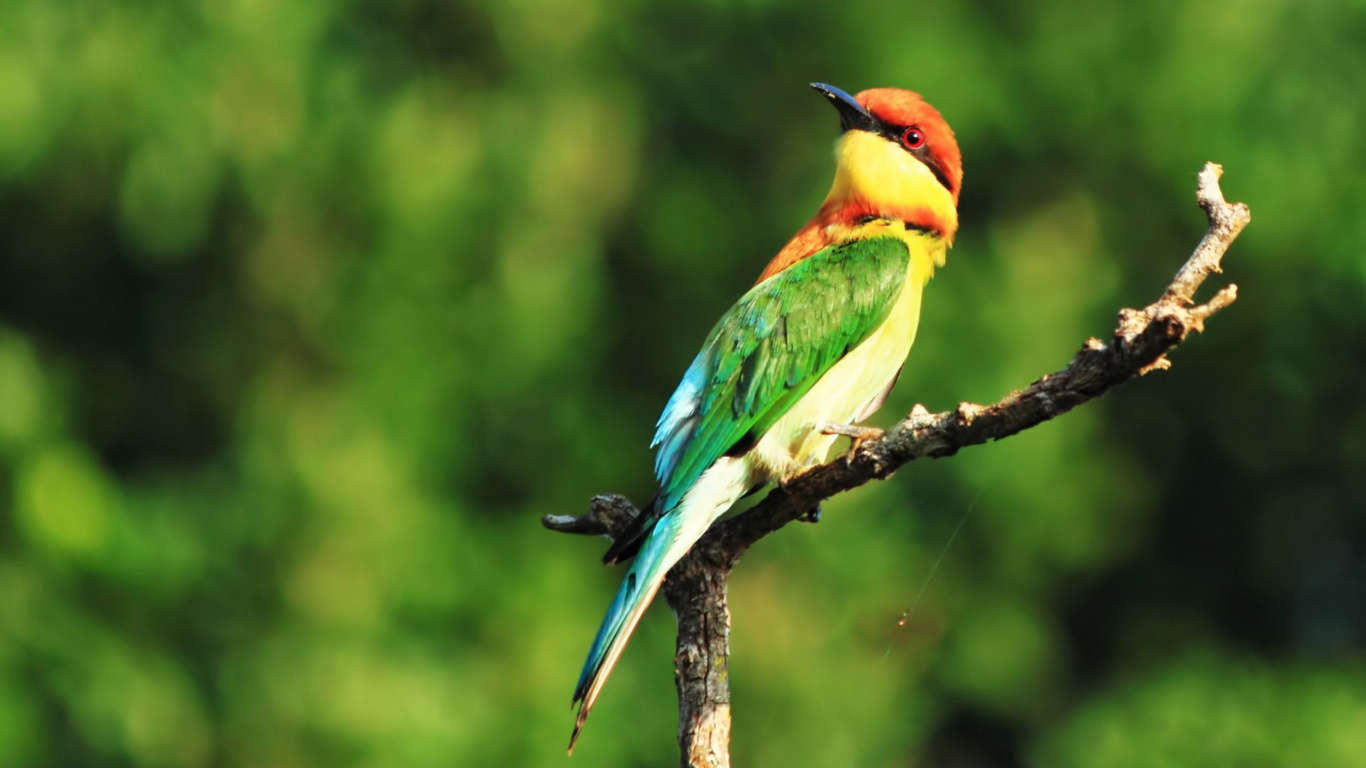 Grüner Und Brauner Vogel Auf Braunem Ast Tagsüber. Wallpaper in 1366x768 Resolution
