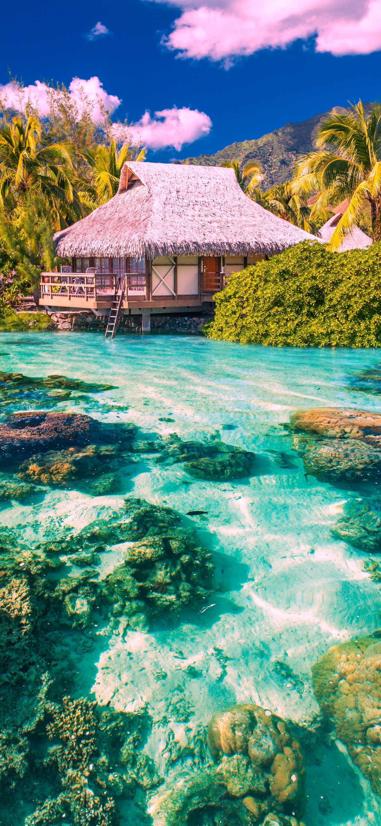 大海, 夏天, 海洋生物学, 珊瑚礁, 泻湖 壁纸 1242x2688 允许