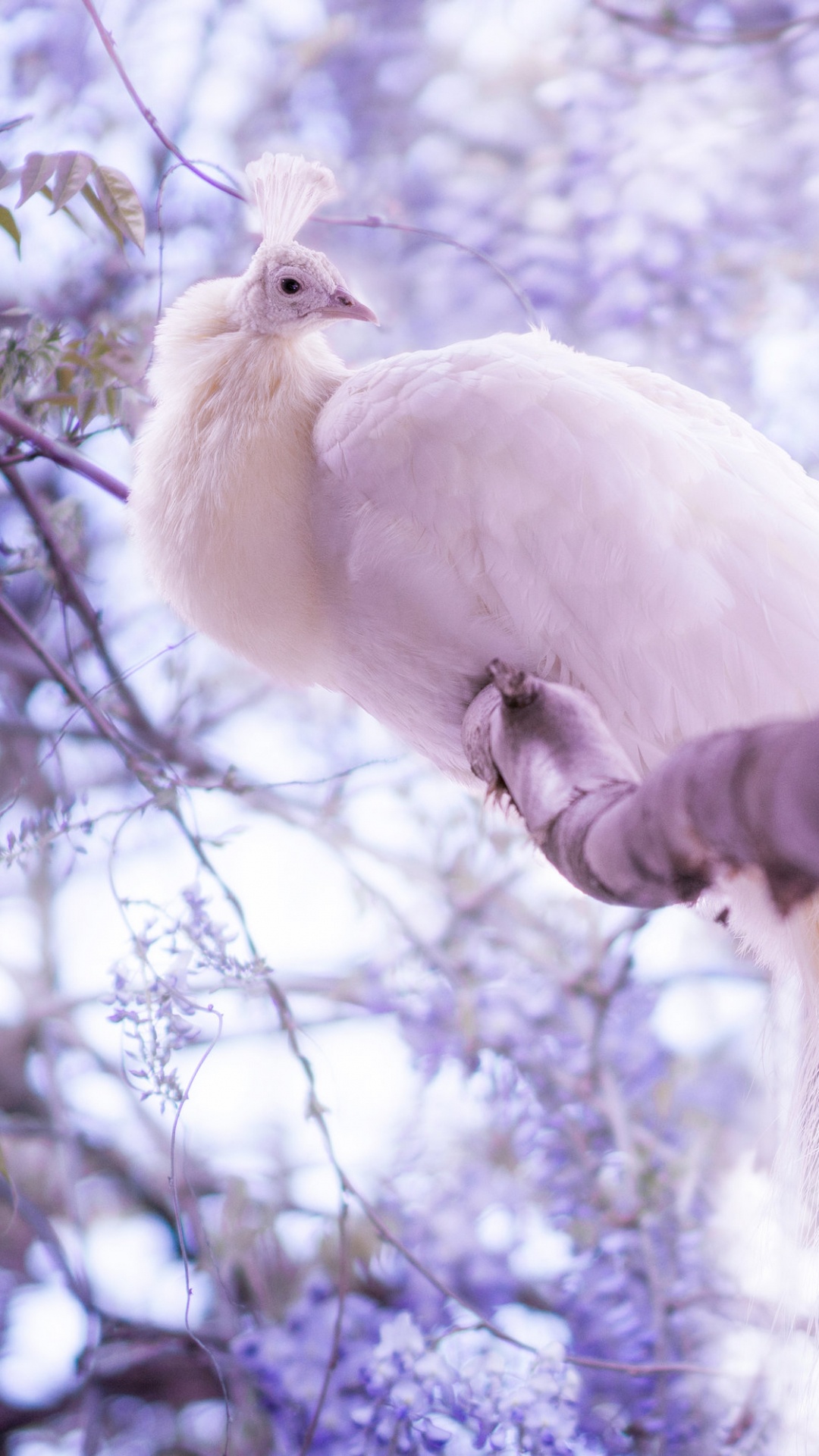 Oiseau Blanc Perché Sur la Main de Personnes. Wallpaper in 1080x1920 Resolution