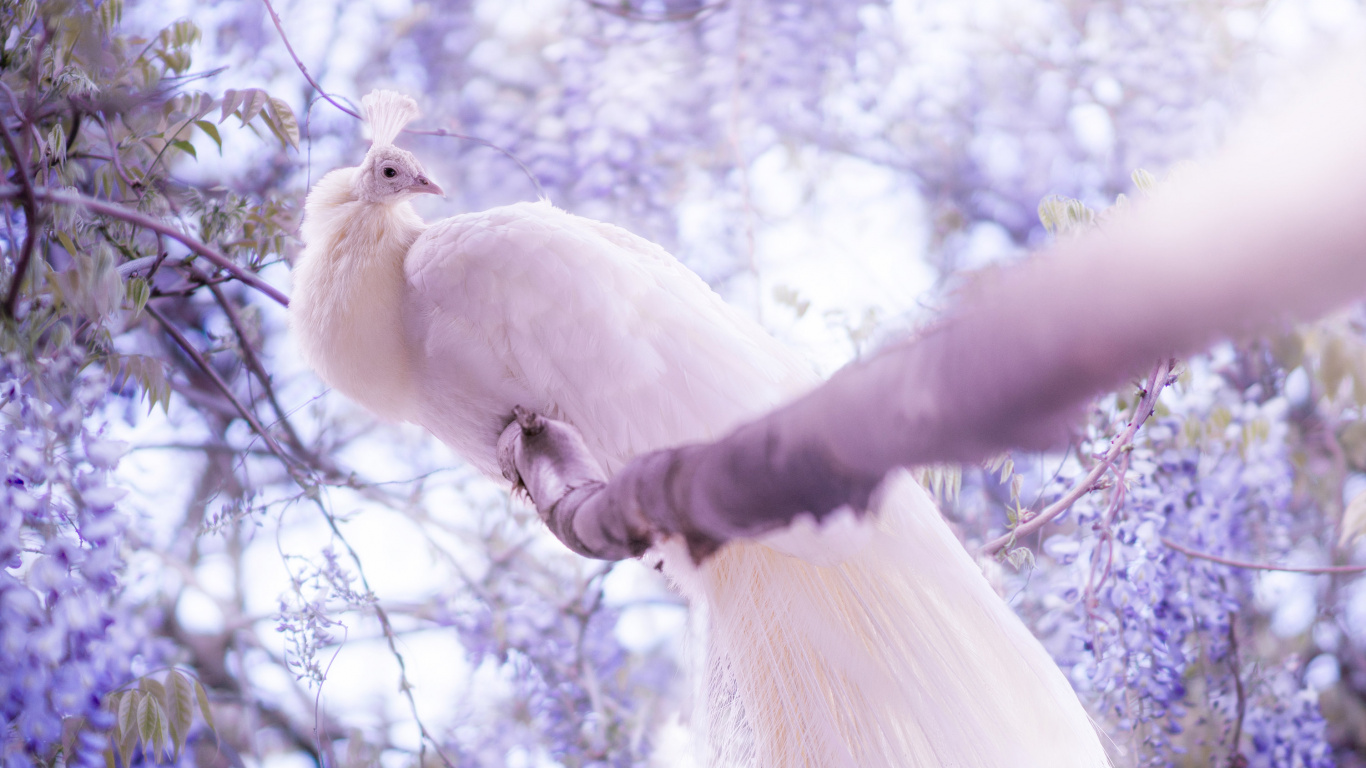 Weißer Vogel Thront Auf Der Hand Der Person. Wallpaper in 1366x768 Resolution
