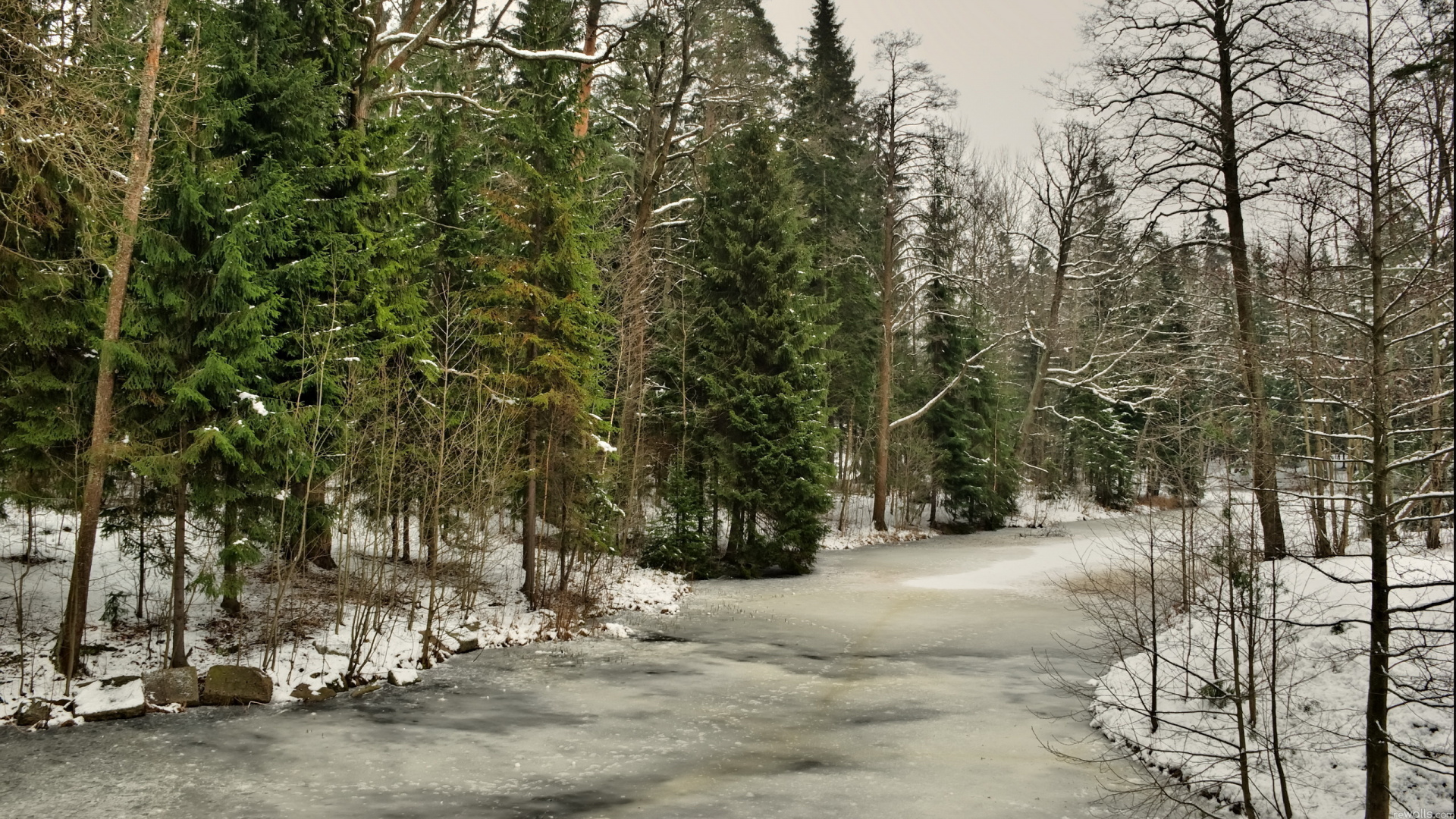 Green Trees on Snow Covered Ground During Daytime. Wallpaper in 1920x1080 Resolution