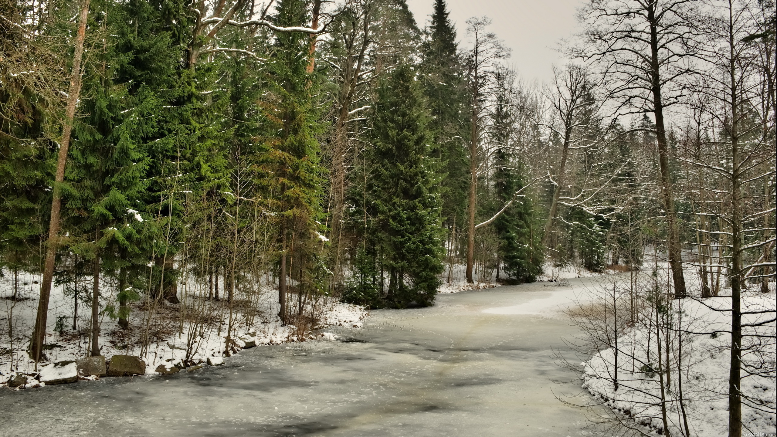 Green Trees on Snow Covered Ground During Daytime. Wallpaper in 2560x1440 Resolution