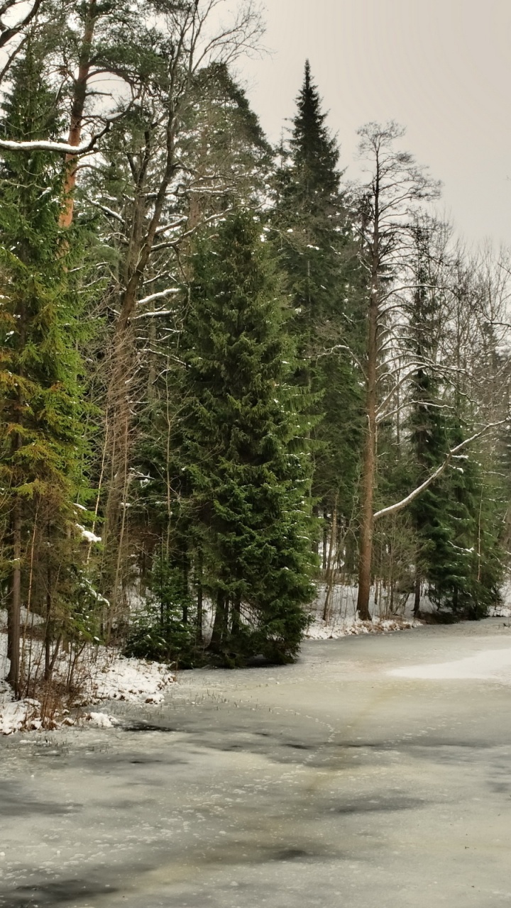 Green Trees on Snow Covered Ground During Daytime. Wallpaper in 720x1280 Resolution