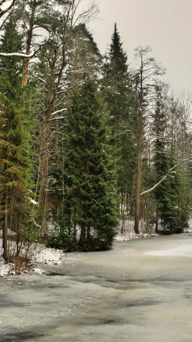 Tagsüber Grüne Bäume Auf Schneebedecktem Boden. Wallpaper in 750x1334 Resolution