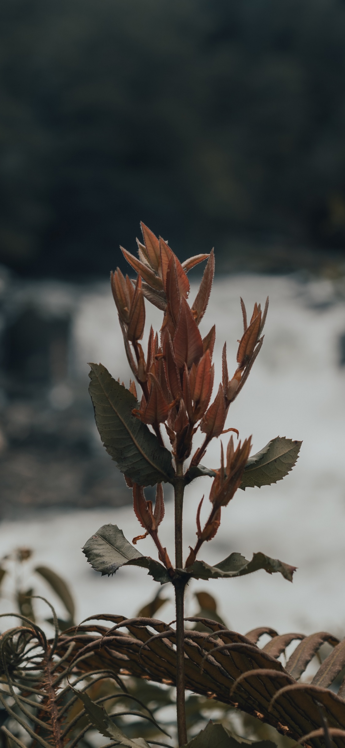 Blatt, Pflanzen-Stammzellen, Frühjahr, Botanik, Baum. Wallpaper in 1125x2436 Resolution
