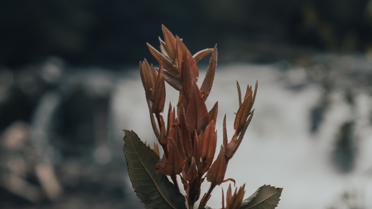Download 1280x720 Wallpaper Leaf, Plant Stem, Flower, Plant, Spring Leaf, Plant Stem, Flower, Plant, Spring. Wallpaper in 1280x720 Resolution