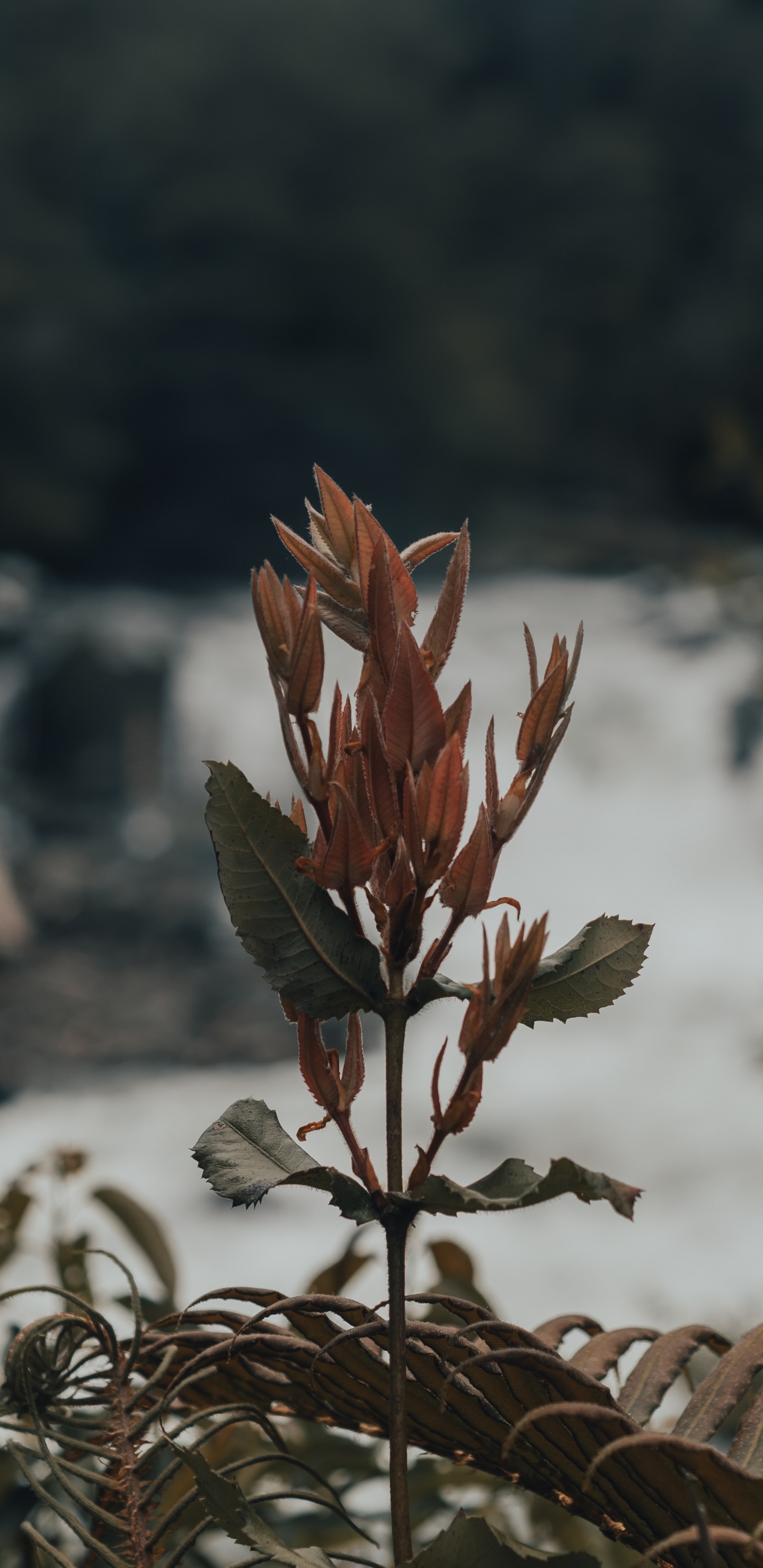 植物干, 弹簧, 显花植物, 树枝, 关闭了 壁纸 1440x2960 允许