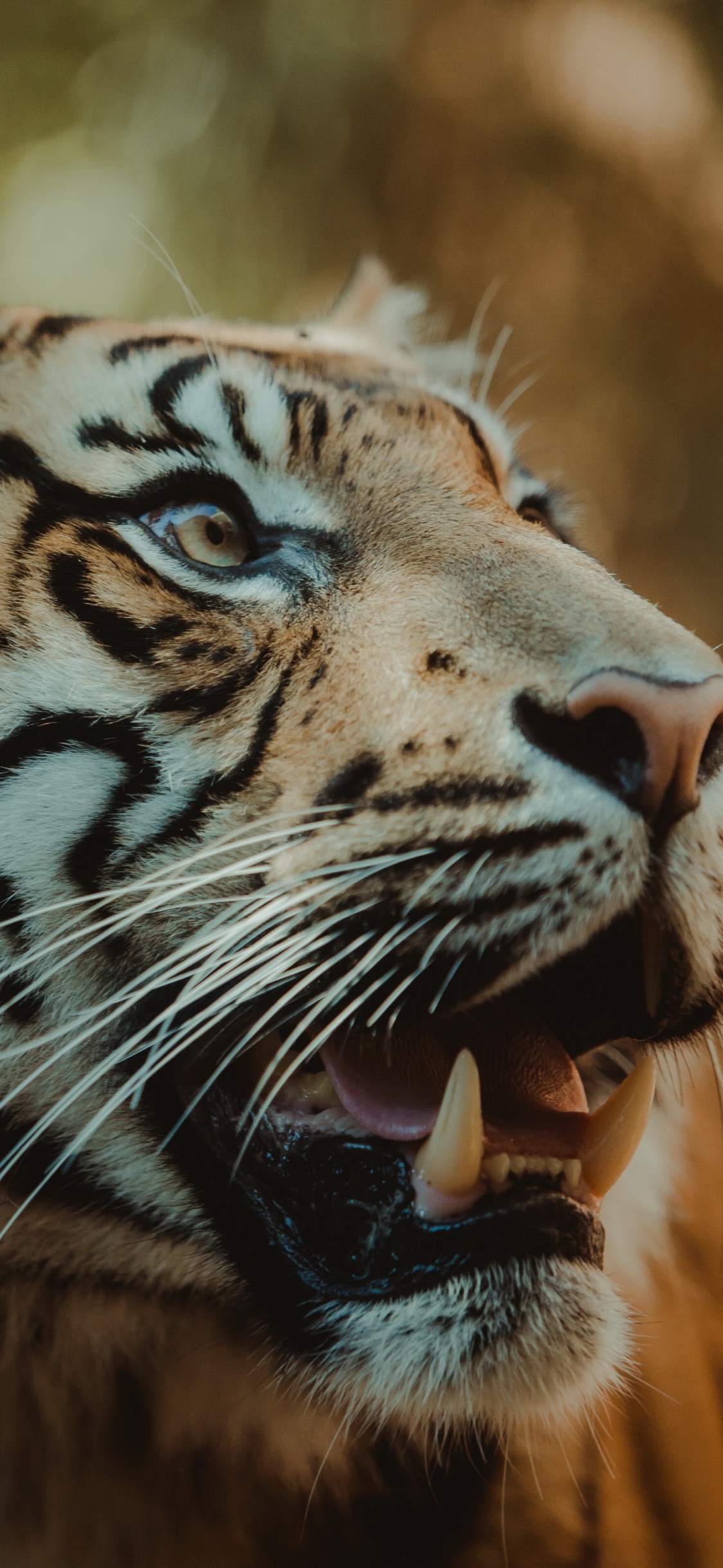 Fauna, Tigre, Leopard, Big Cat, Los Carnívoros. Wallpaper in 1125x2436 Resolution