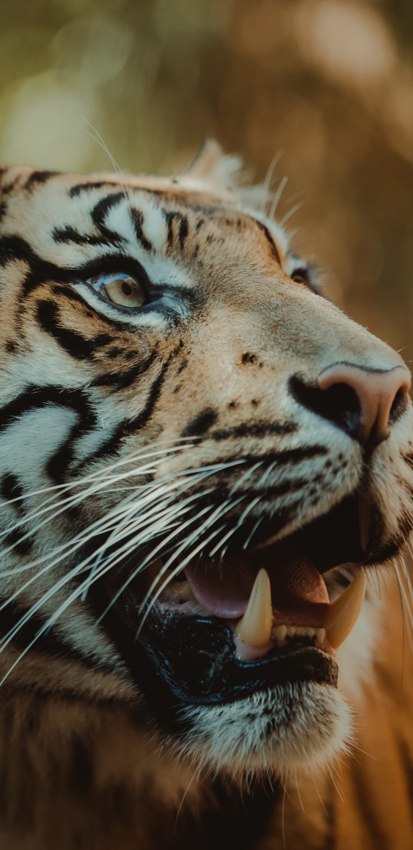 Fauna, Tigre, Leopard, Big Cat, Los Carnívoros. Wallpaper in 1440x2960 Resolution