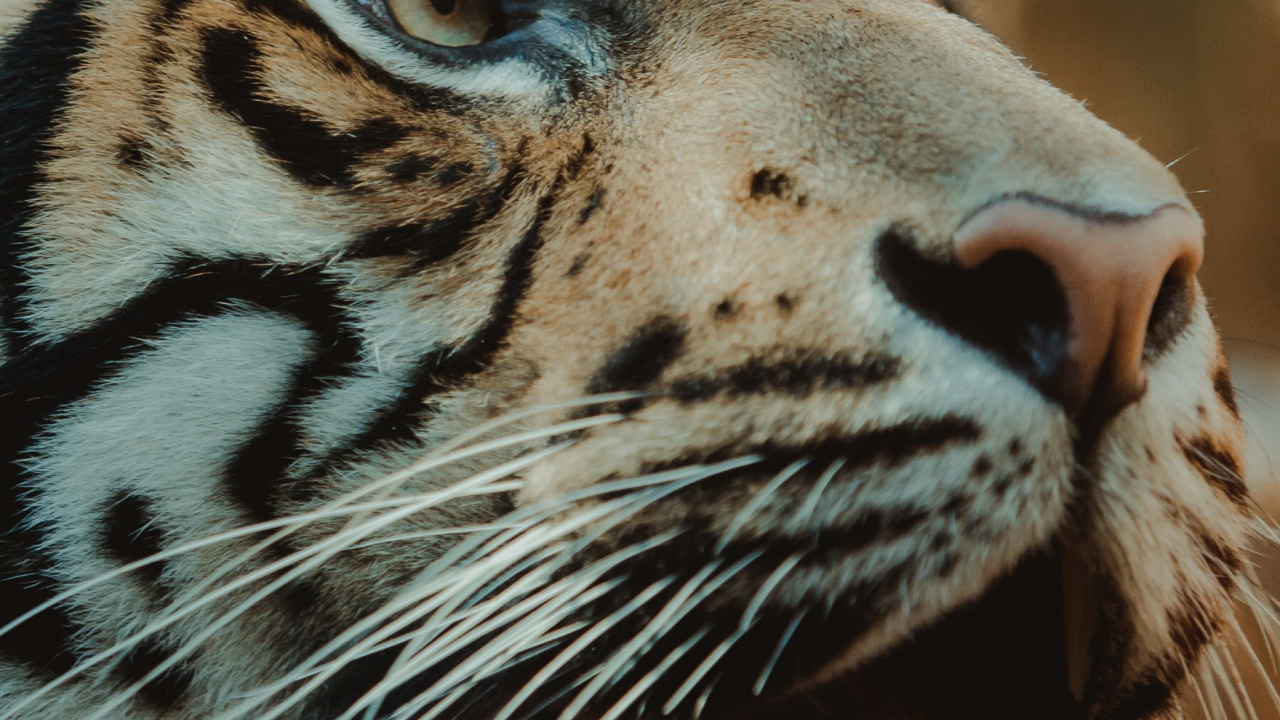 Tierwelt, Tiger, Leopard, Fleischfresser, Brüllen. Wallpaper in 1280x720 Resolution