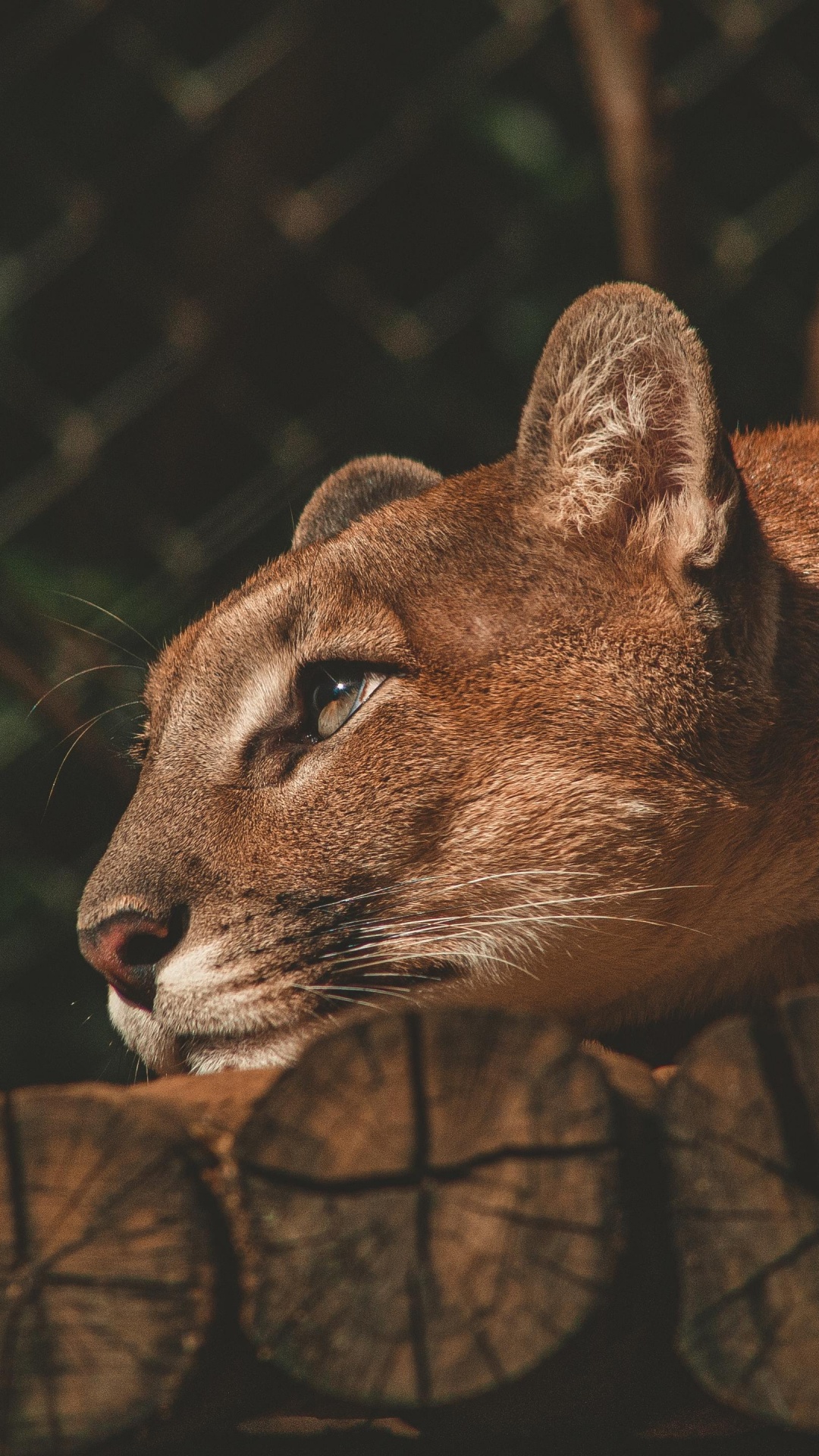 Lion, Black and White, Felidae, Carnivore, Small to Medium Sized Cats. Wallpaper in 1080x1920 Resolution
