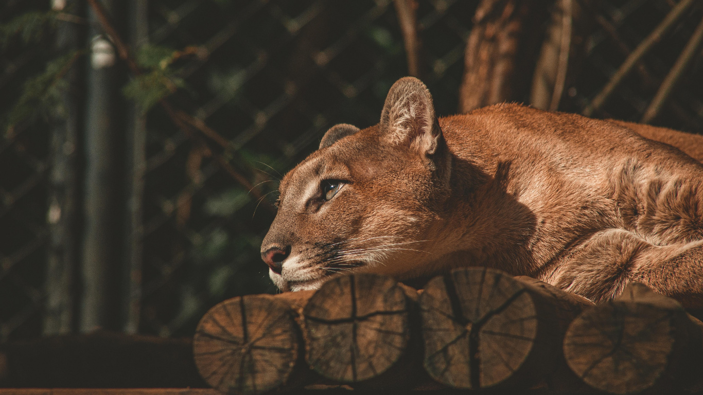 Lion, Black and White, Felidae, Carnivore, Small to Medium Sized Cats. Wallpaper in 1366x768 Resolution