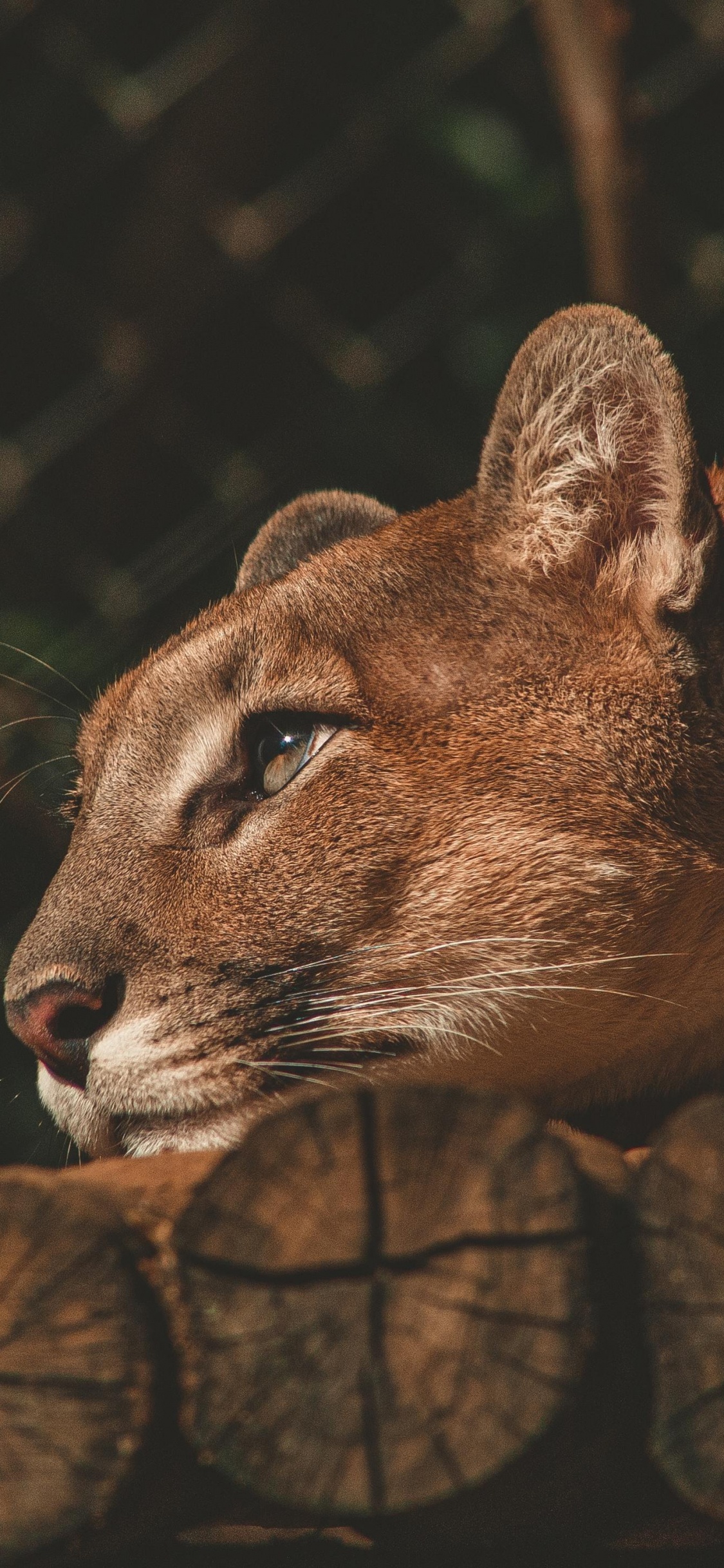 Lion, Noir et Blanc, Felidae, Carnivores, Les Petites et Moyennes Chats. Wallpaper in 1125x2436 Resolution