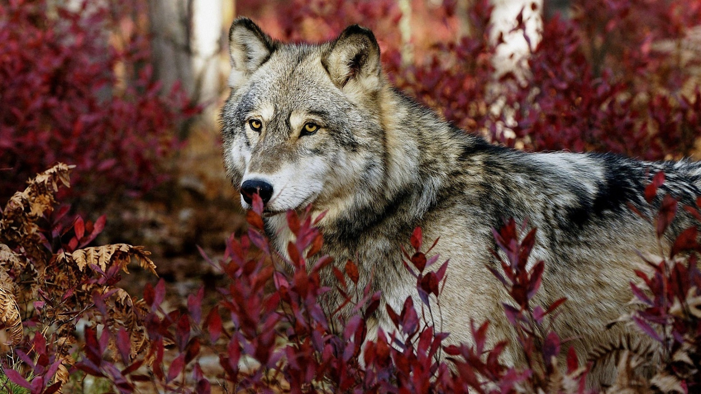 Brown and White Wolf on Red Leaves. Wallpaper in 1366x768 Resolution
