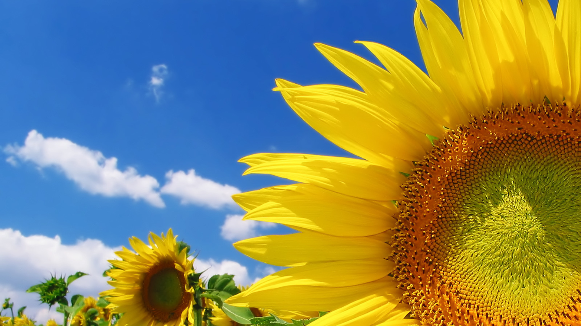 Yellow Sunflower Under Blue Sky During Daytime. Wallpaper in 1920x1080 Resolution